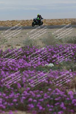 media/Jan-14-2023-SoCal Trackdays (Sat) [[497694156f]]/Turn 14 Exit Bloomig (145pm)/